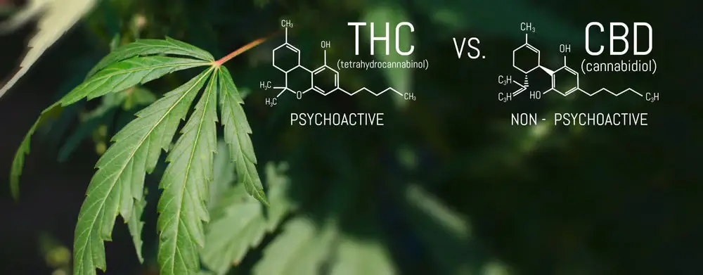 Common Questions About THC and Drug Tests | Uper Weed