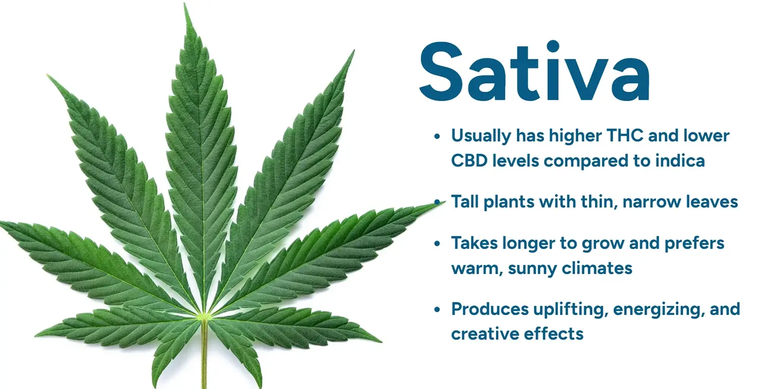 What Is Sativa | Uper Weed