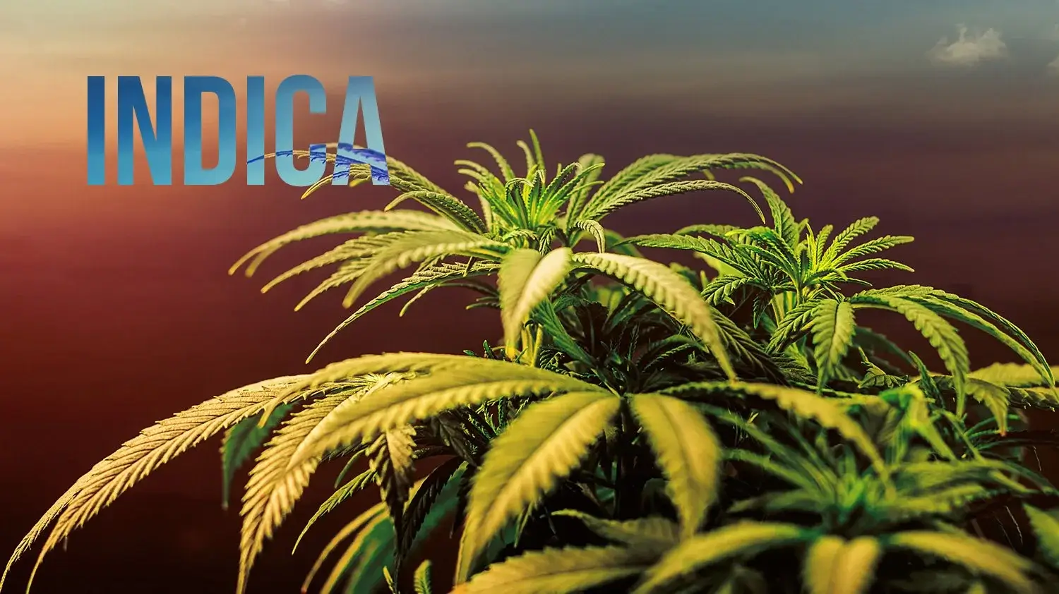 What Is Indica | Uper Weed