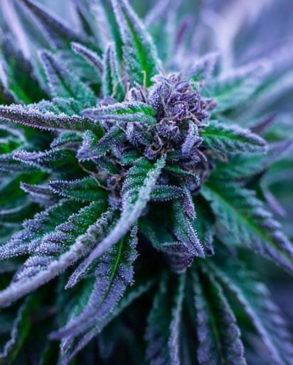 The Complete 420 Shopping List — All Day | Uper Weed