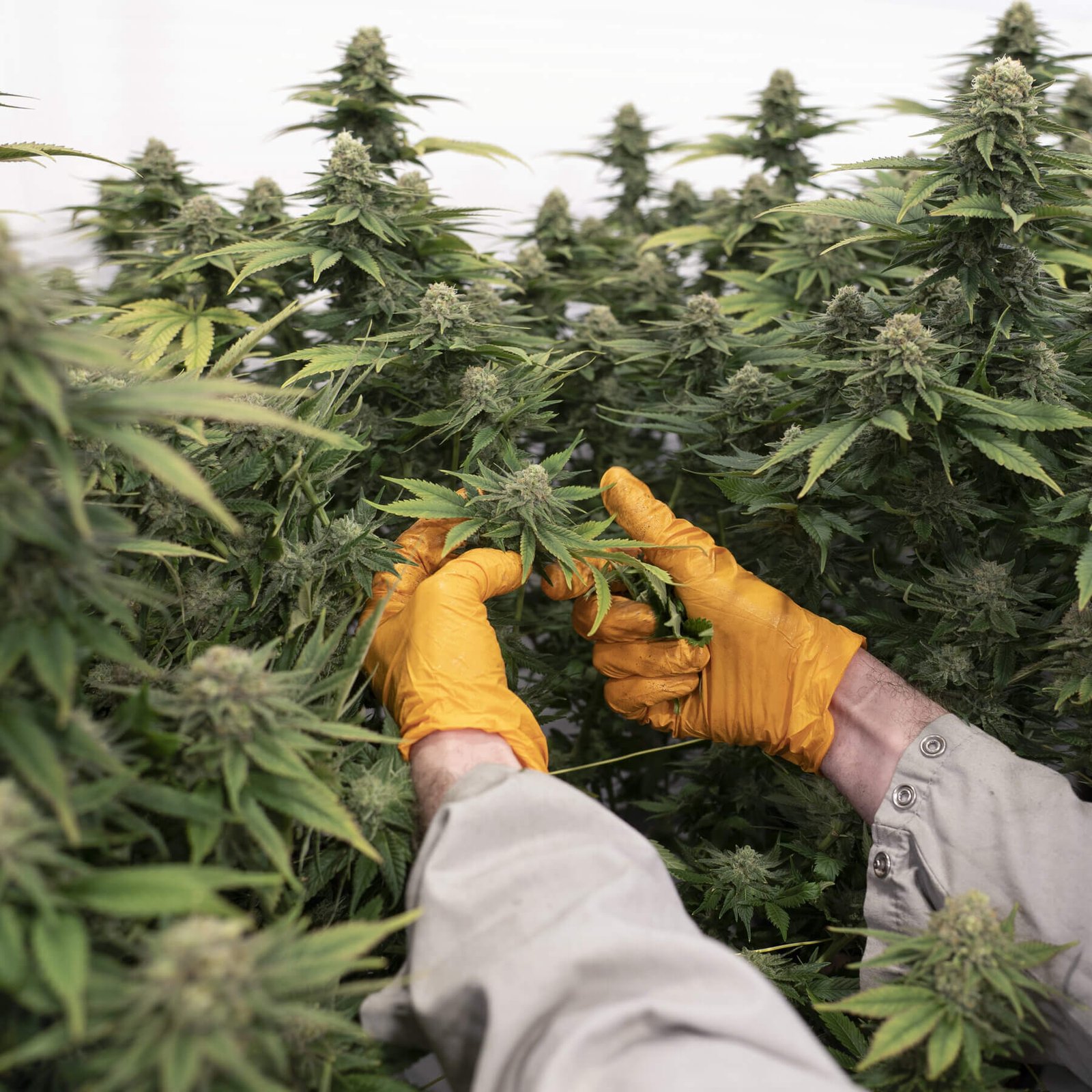 Cannabis Grades Explained: AA, AAA, AAAA, AAAAA+