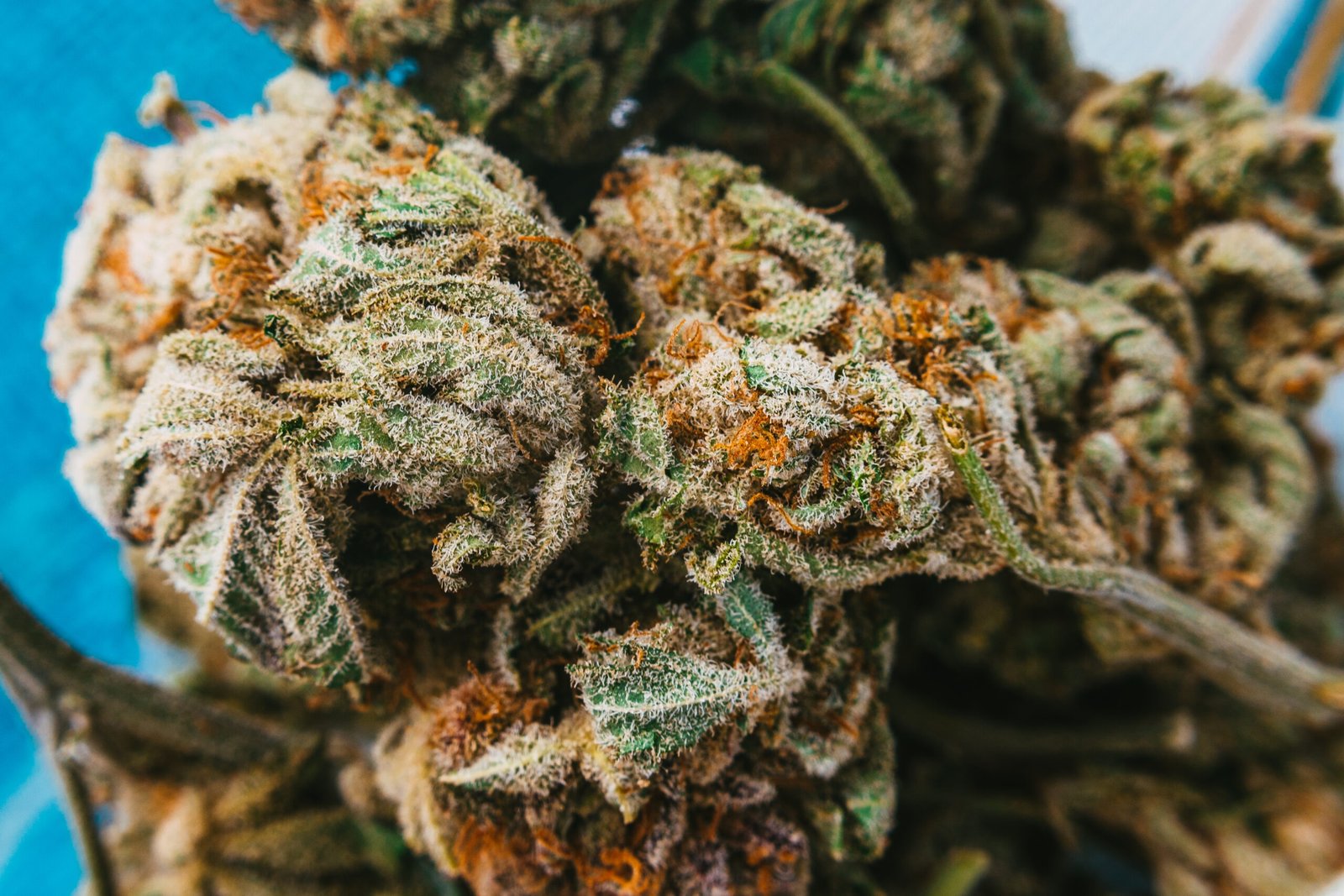 How Much Does Sativa Cost in Ottawa? Pricing Explained Before You Buy
