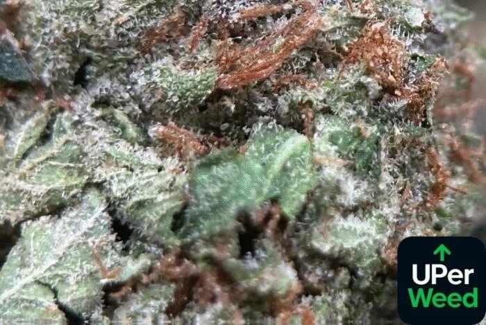 Top High-THC Weed Strains in Canada Right Now