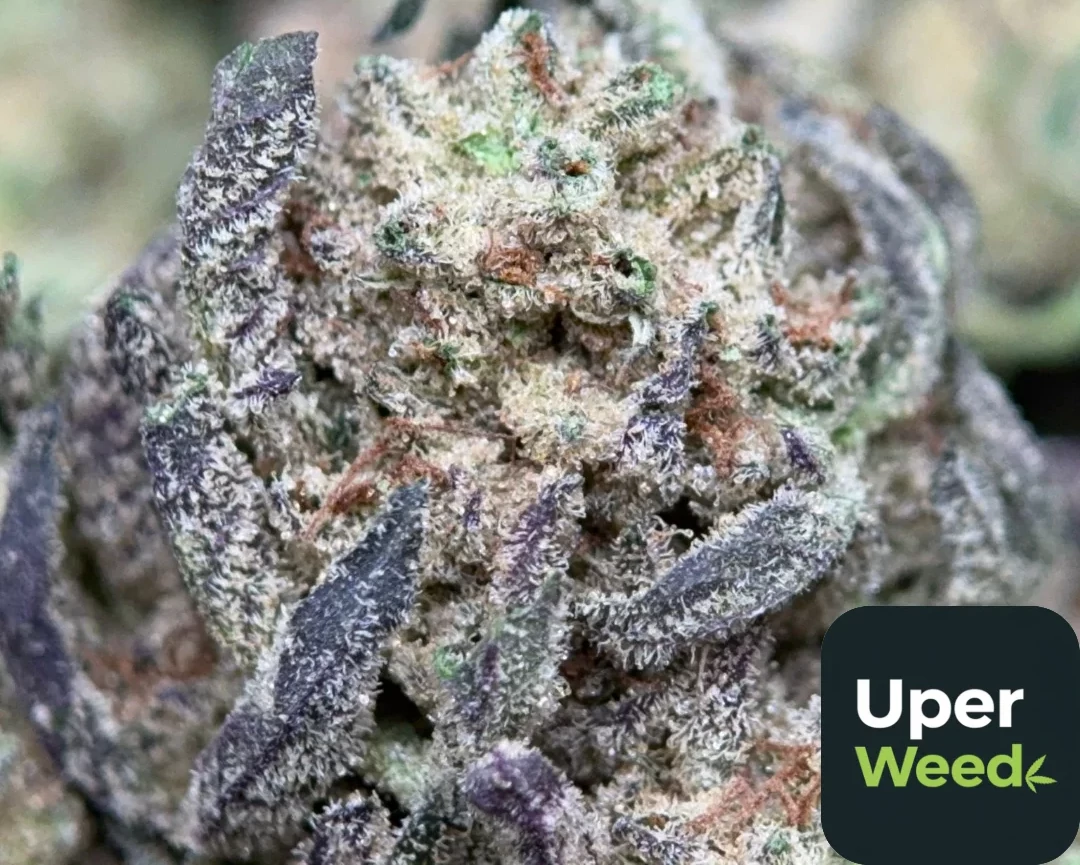 What Are Cannabis Terpenes and How They Work
