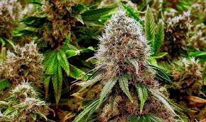 Weed Delivery in Ottawa — UPer Weed