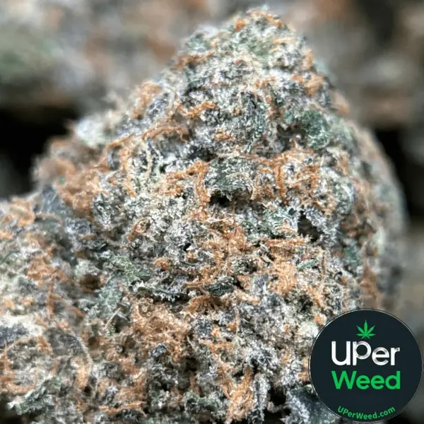 BC Alien Cream Cake