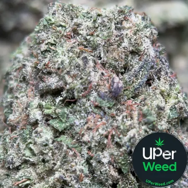 Big Baby Bud