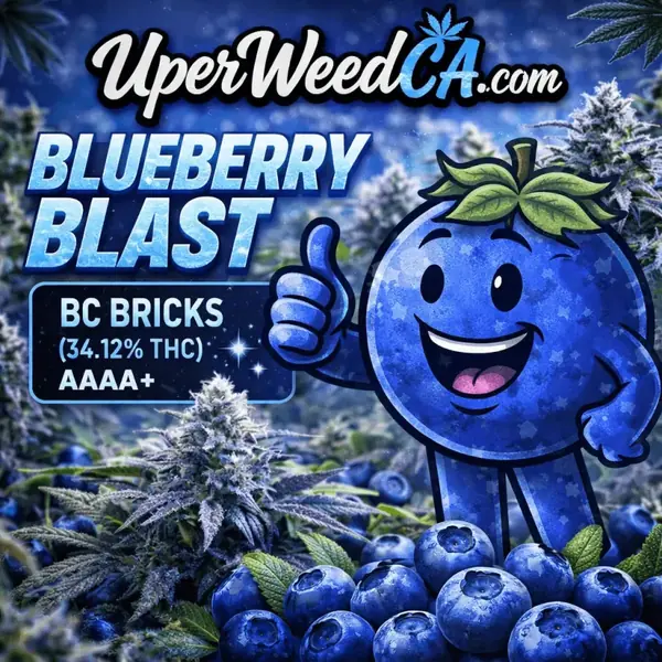 Blueberry Blast BC Bricks