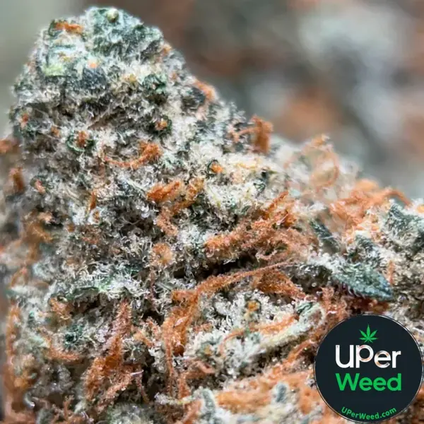 Dragon Haze