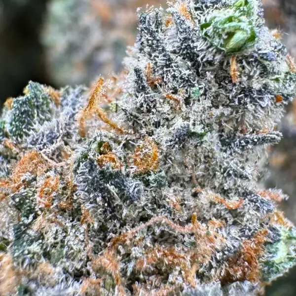 Jet Fuel Gelato