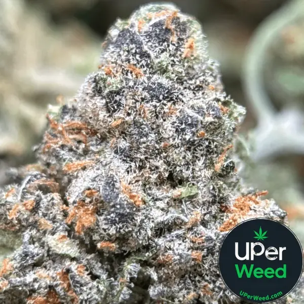 Purple Cookies Bomb