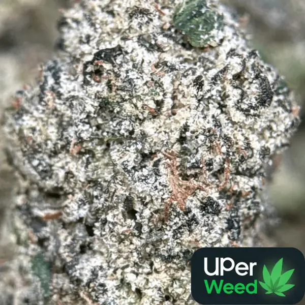 Purple Gas