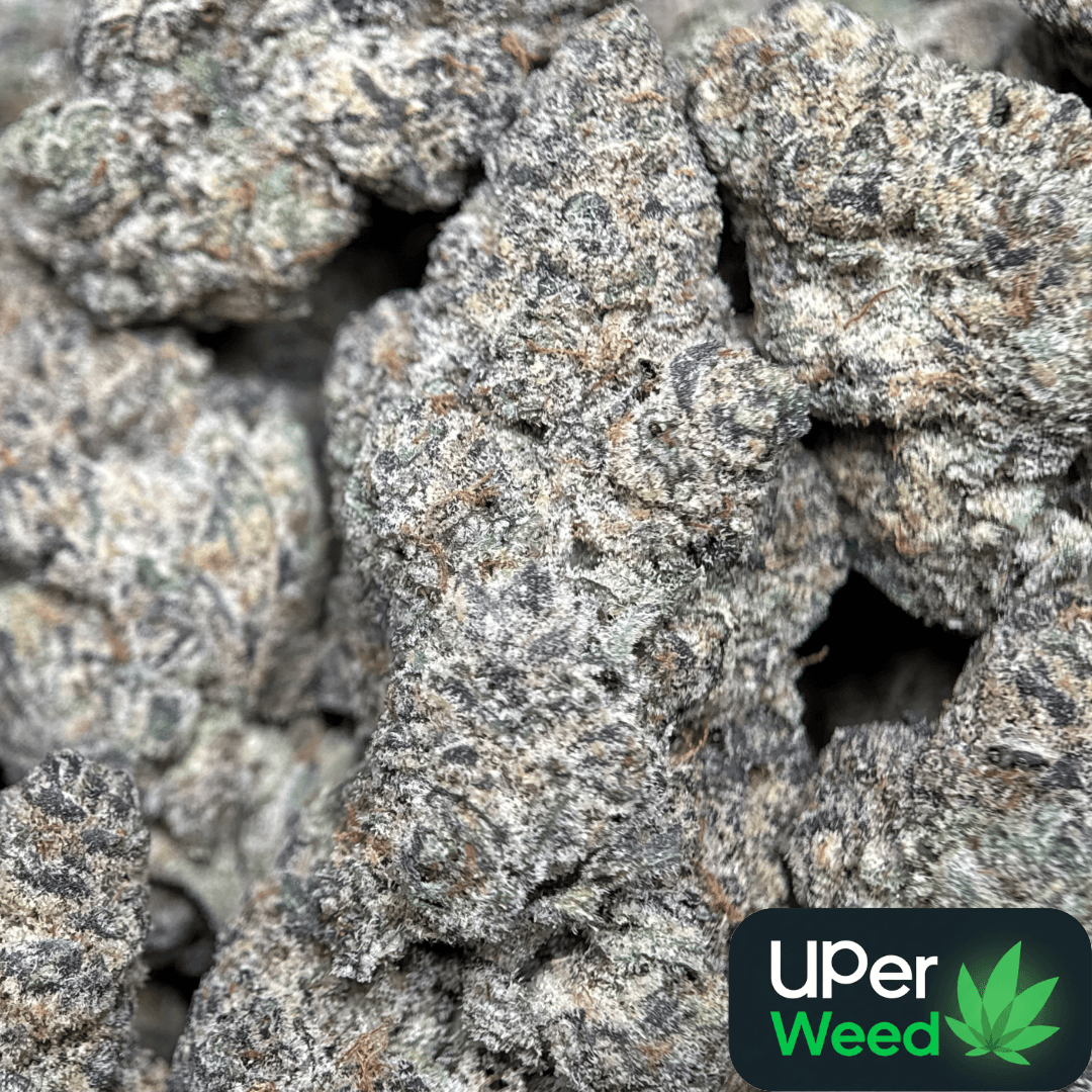 Ninja Cookies photo 2