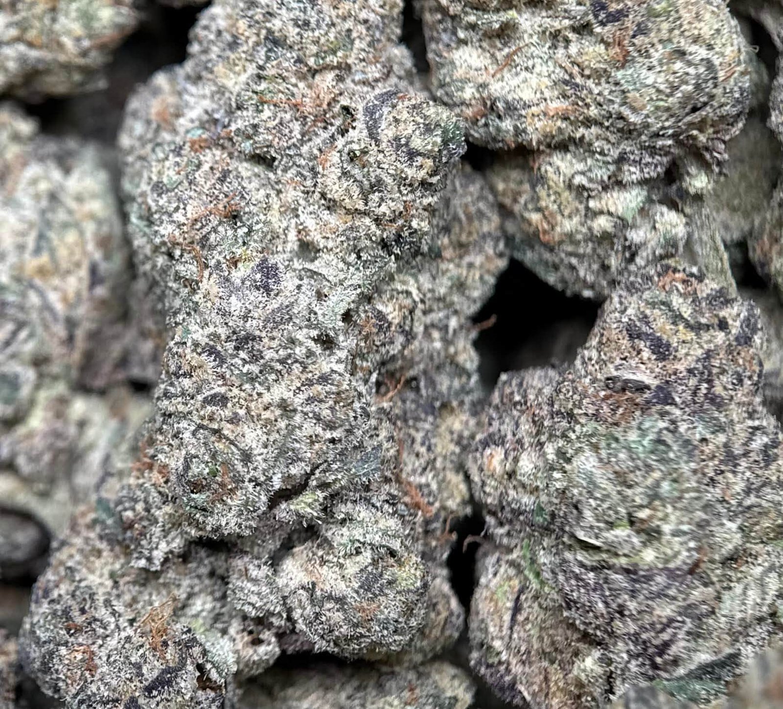 Ninja Cookies photo 3