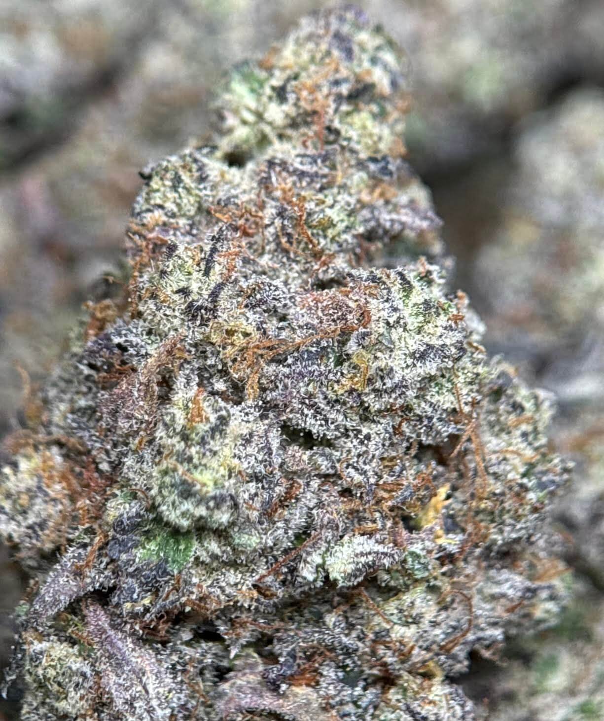 Purple Gelato photo 5