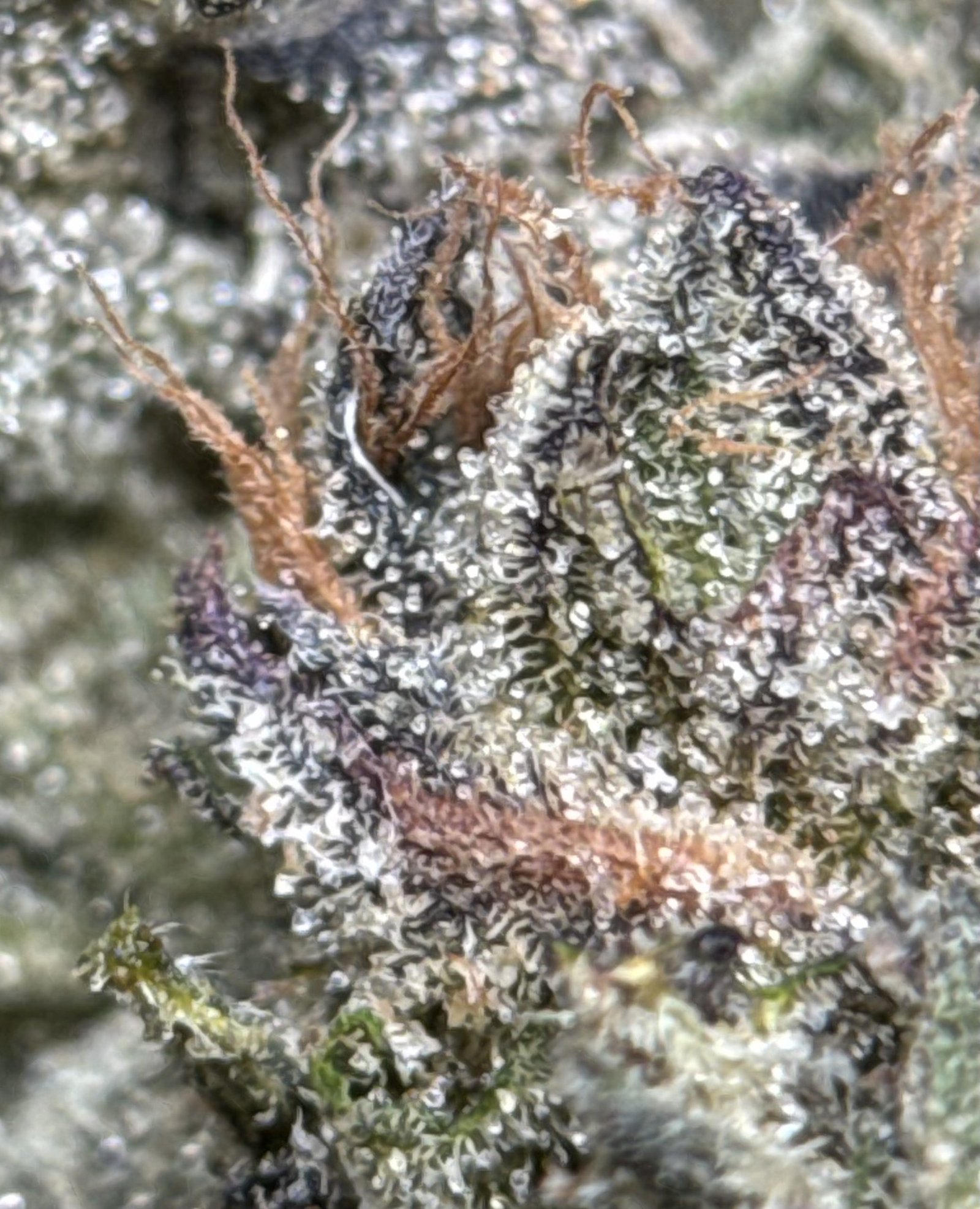 Super Stinky photo 5