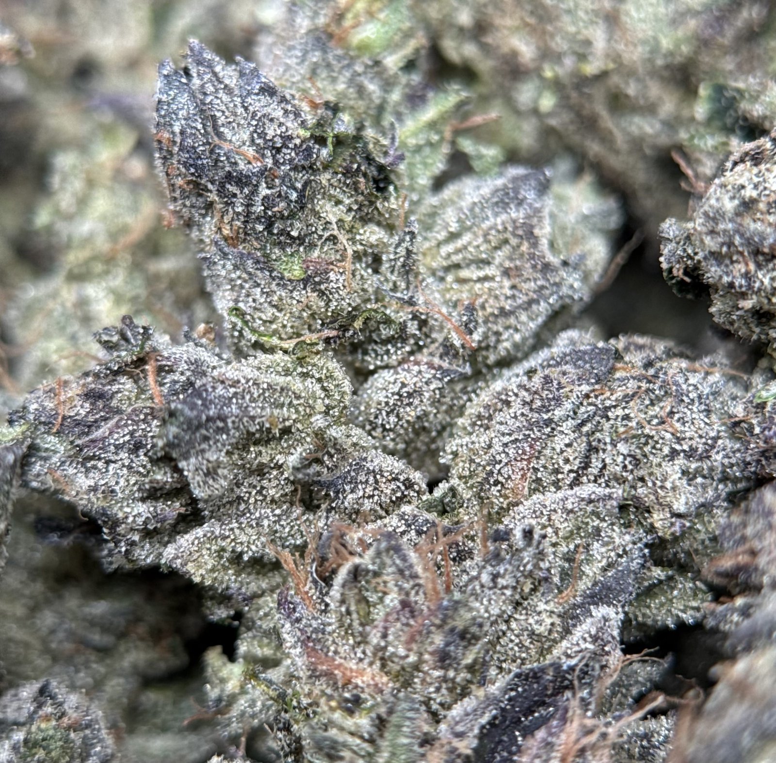 Super Stinky photo 4