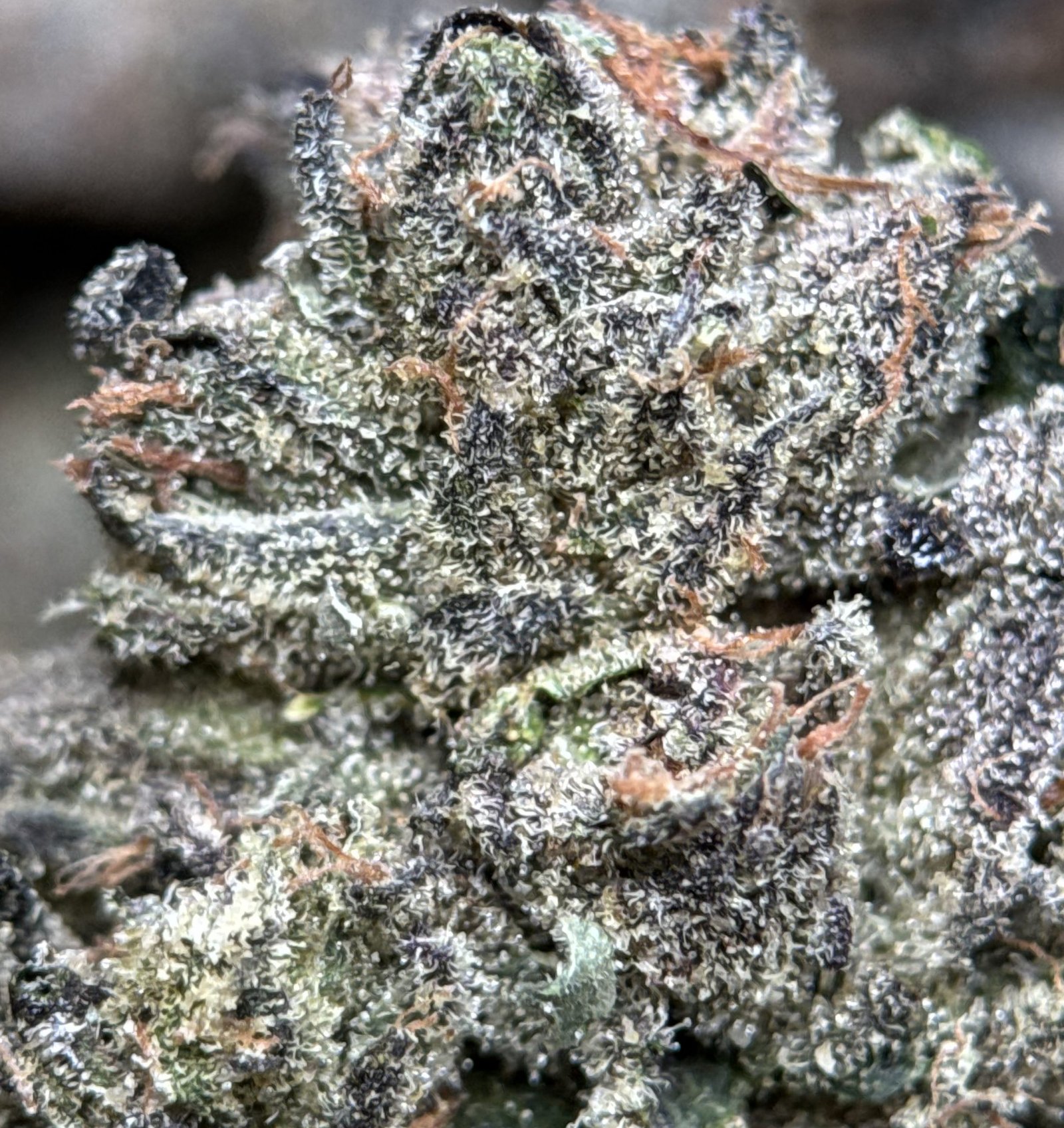 Super Stinky photo 3