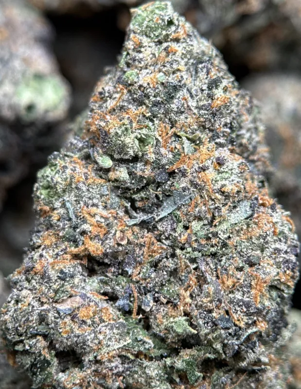 Alien Blackout photo 3