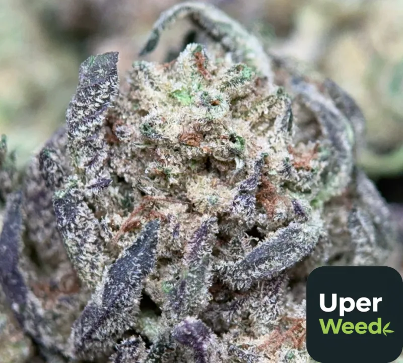 Alien Cookies