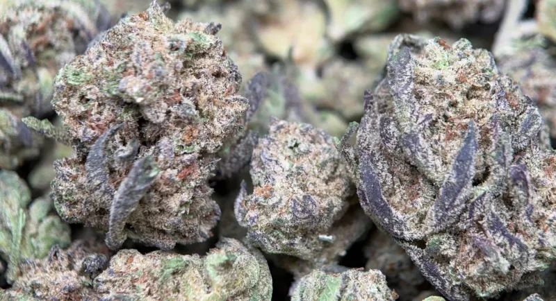 Alien Cookies photo 4