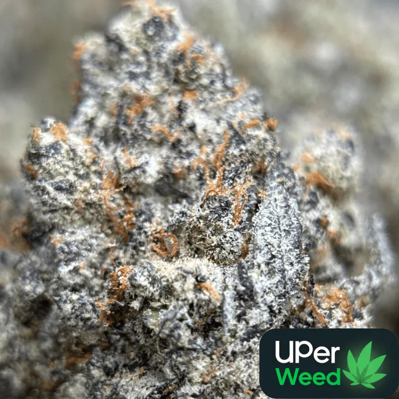 Amnesia Gold 6a