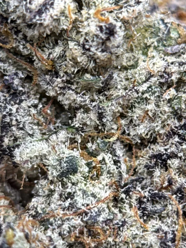 Amnesia Gold 6a photo 10