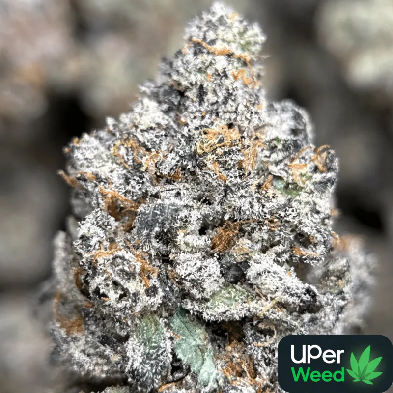 Amnesia Gold 6a photo 11