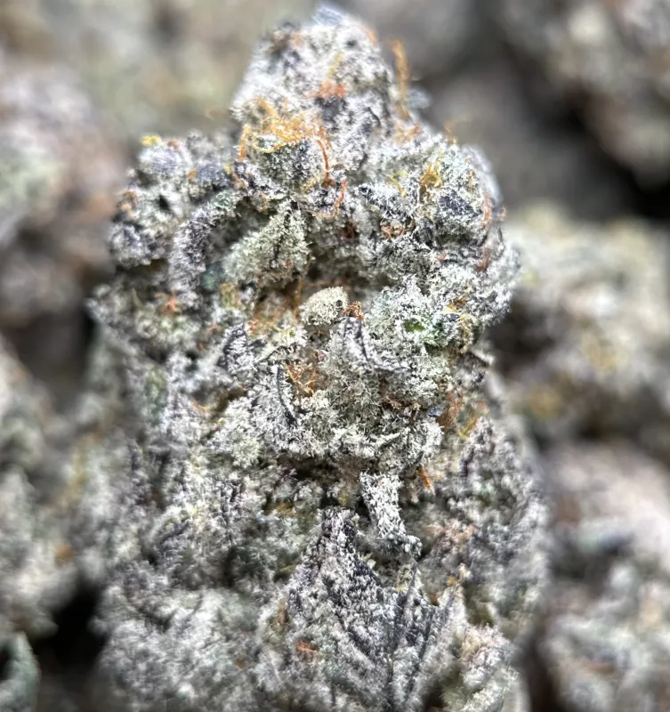 Amnesia Gold 6a photo 12