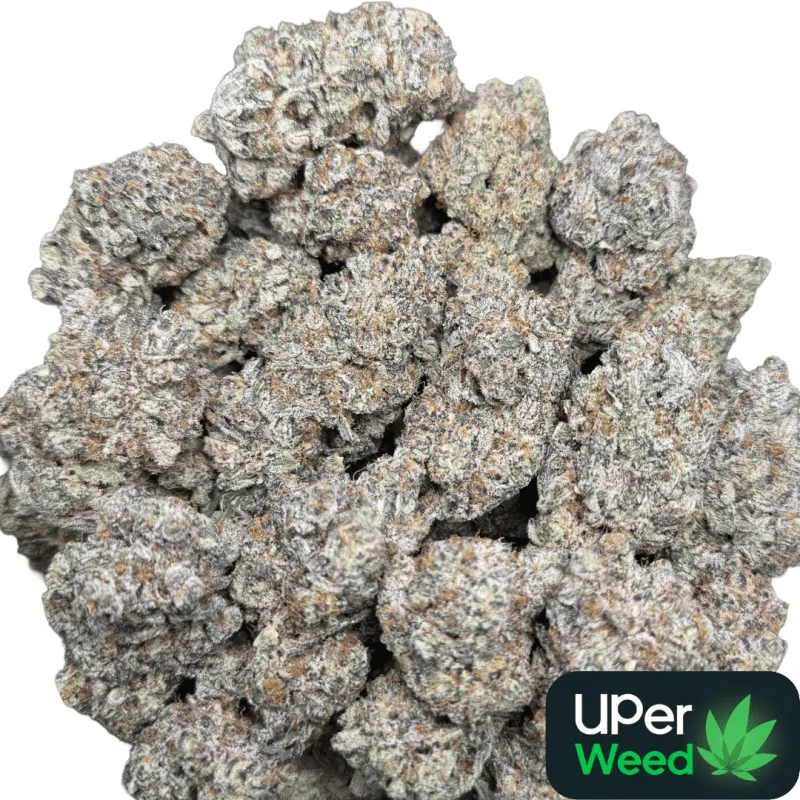 Amnesia Gold 6a photo 13