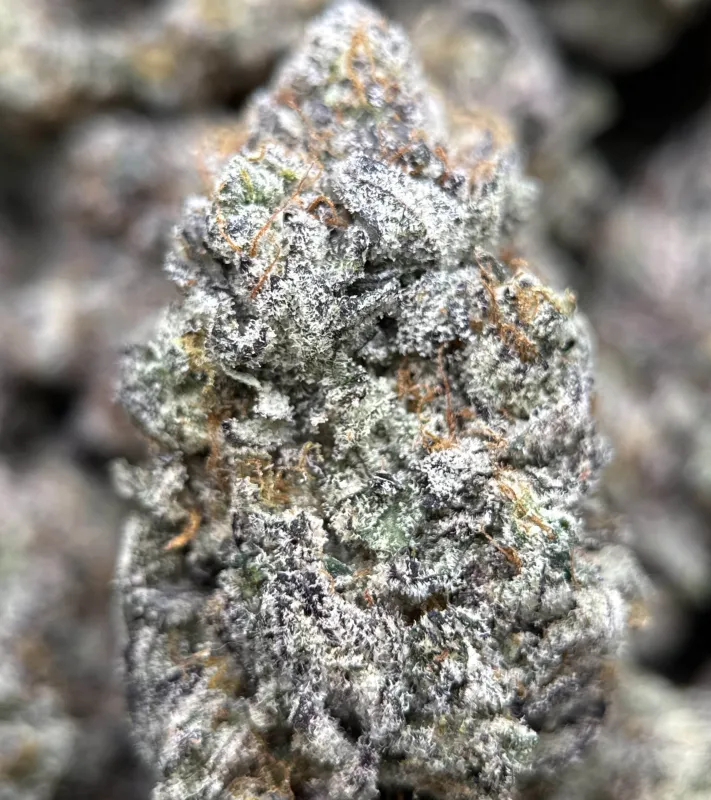 Amnesia Gold 6a photo 15