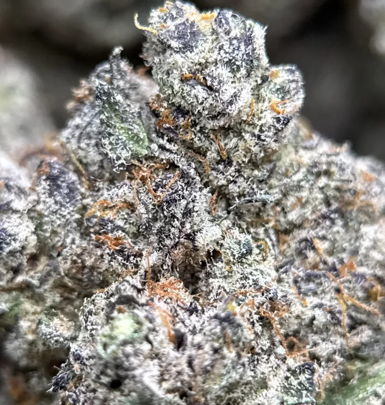 Amnesia Gold 6a photo 2