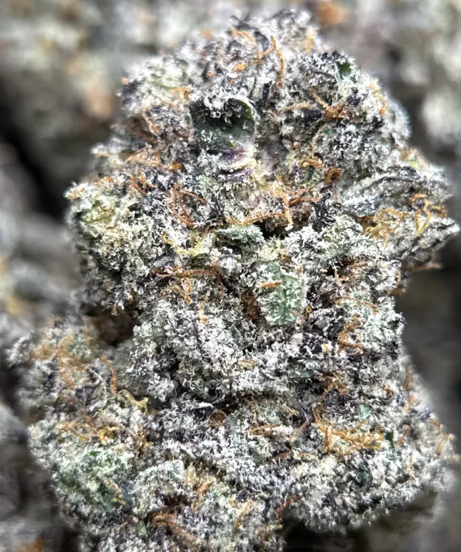 Amnesia Gold 6a photo 4
