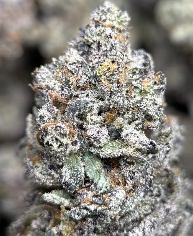 Amnesia Gold 6a photo 6