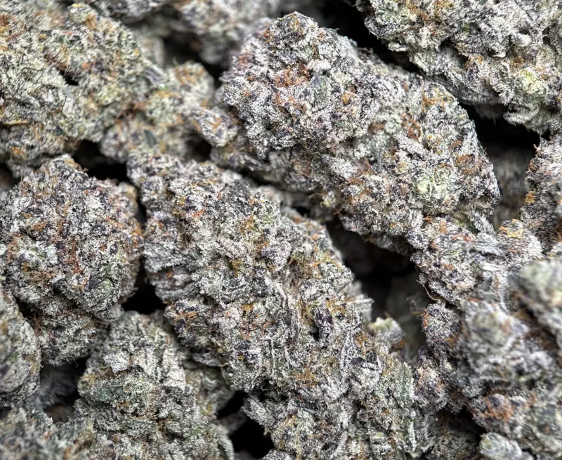 Amnesia Gold 6a photo 7