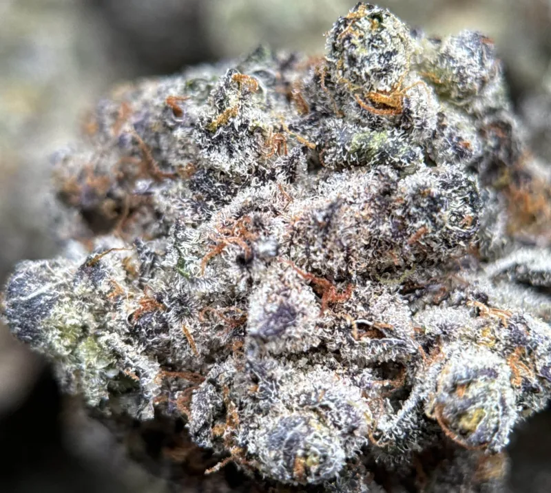 Amnesia Gold 6a photo 8