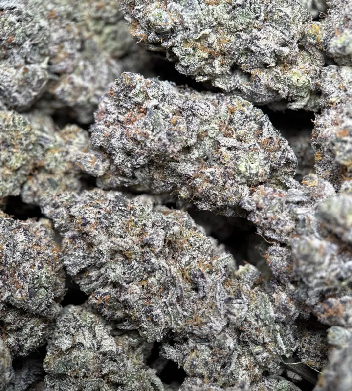 Amnesia Gold 6a photo 9