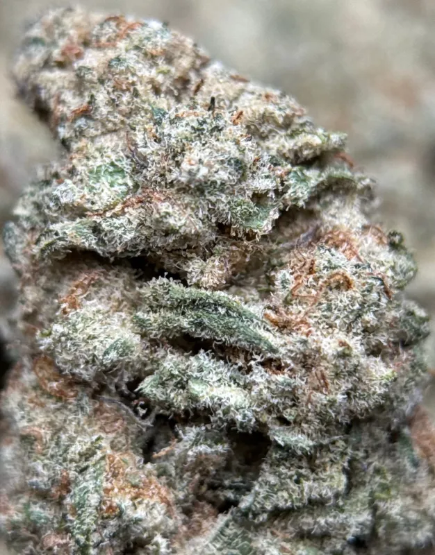 Astro Biscotti 2 photo 2