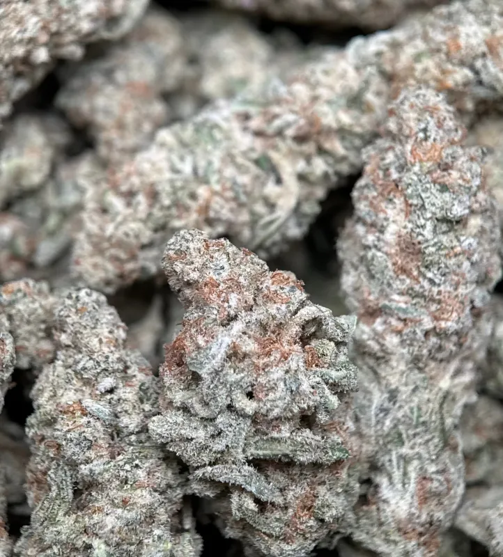Astro Biscotti 2 photo 3