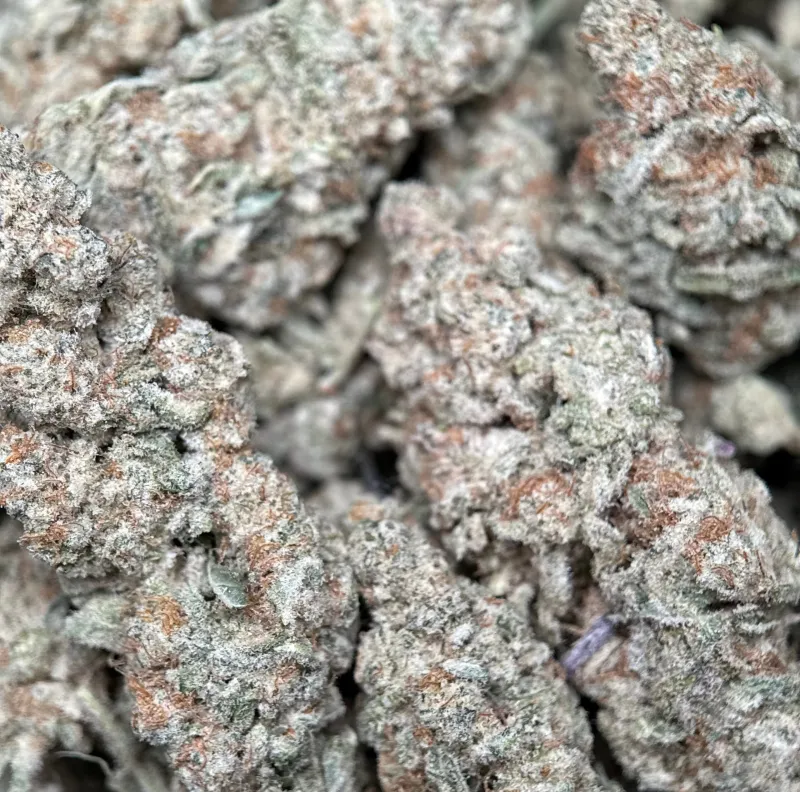 Astro Biscotti 2 photo 6