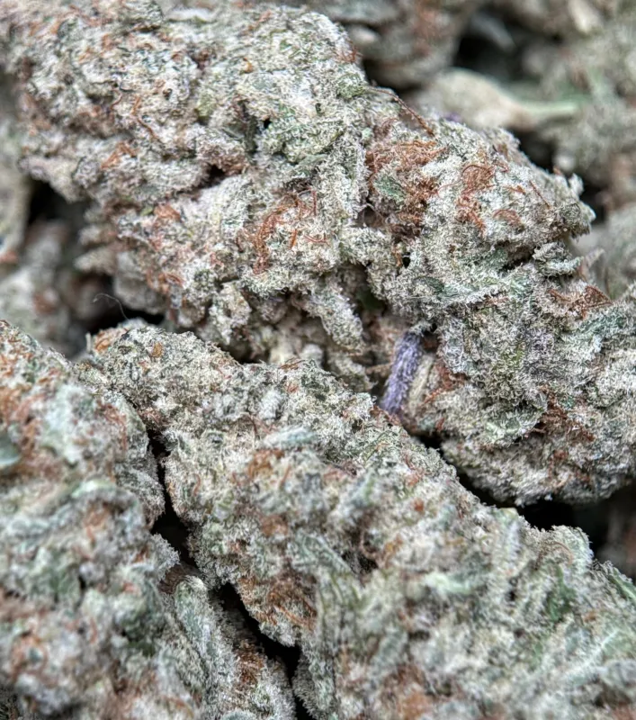 Astro Biscotti 2 photo 9