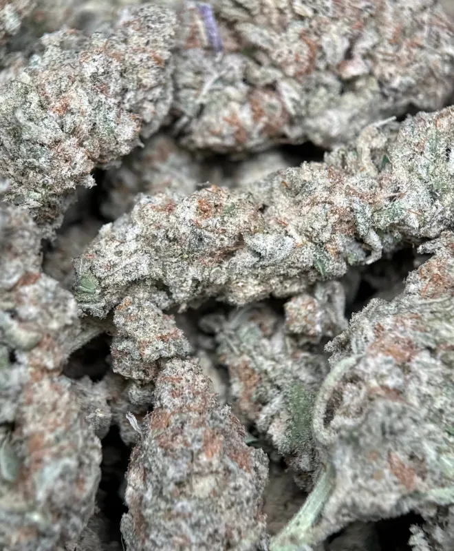 Astro Biscotti photo 5