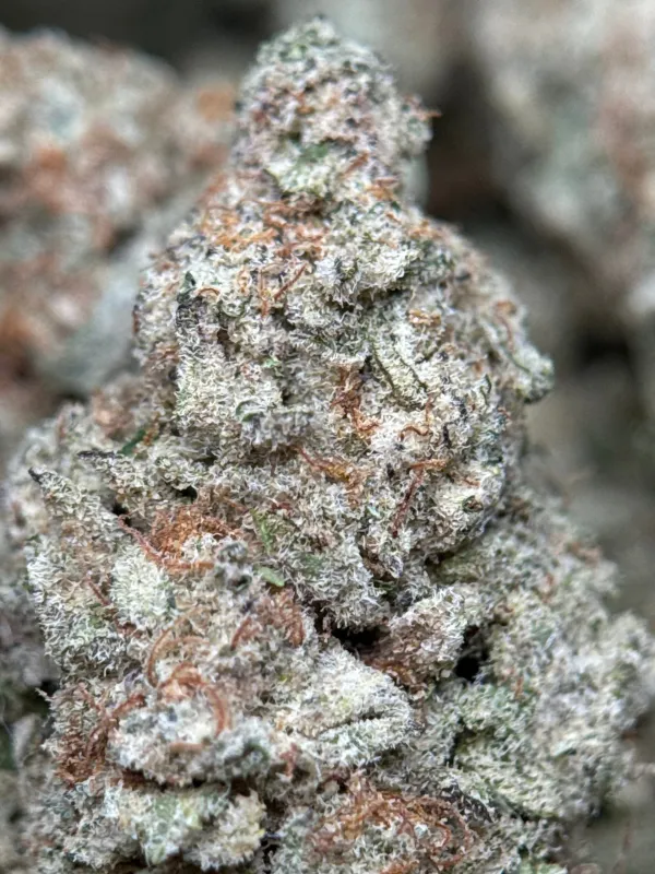 Astro Biscotti photo 7