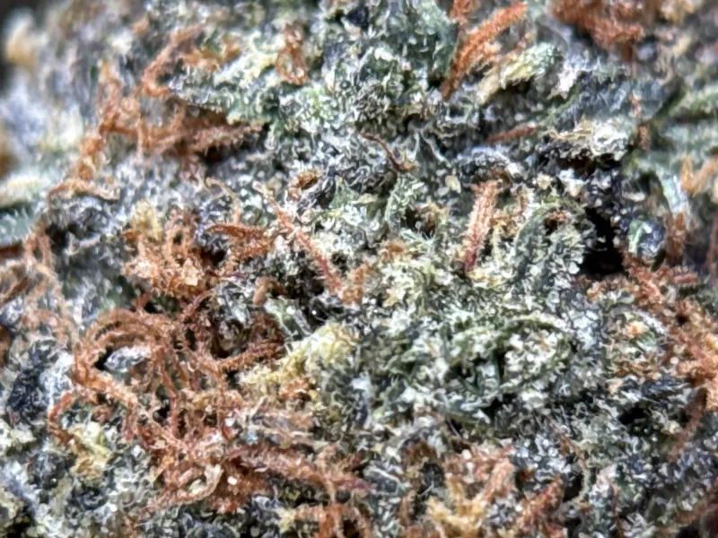 Astro Kush photo 4