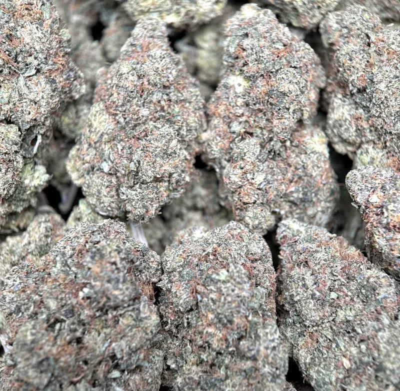 Astro Kush photo 5