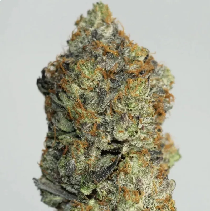Astro Queen  – Premium Cali Brick photo 1