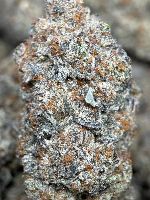 Astroboy 6a photo 6