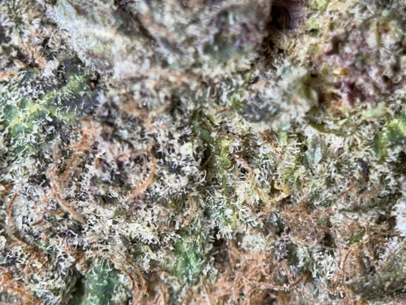 Banana Cream Pie photo 2