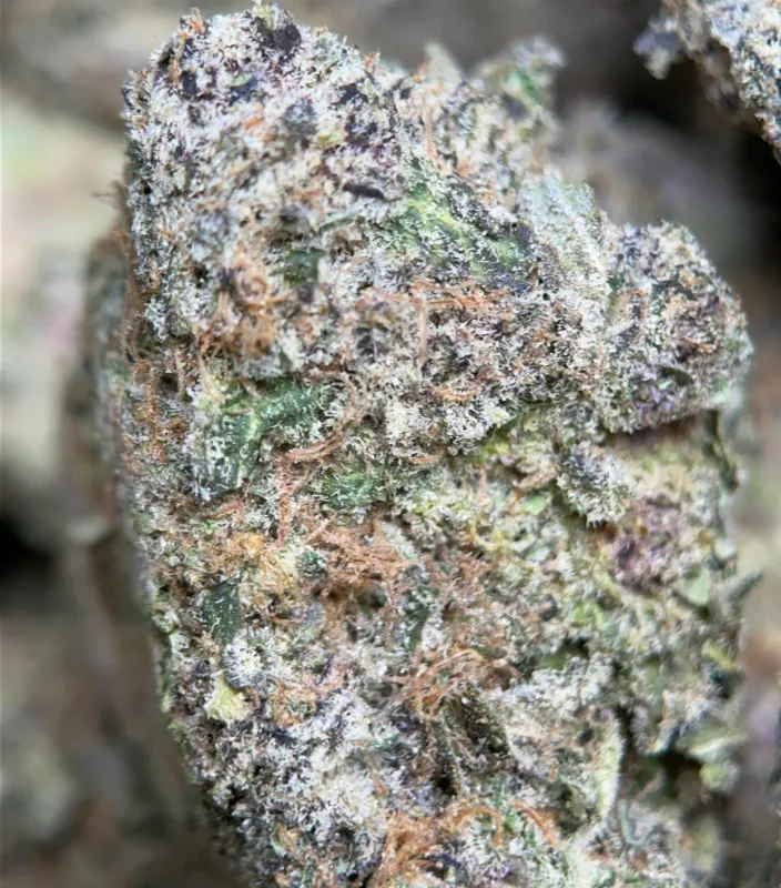 Banana Cream Pie photo 5