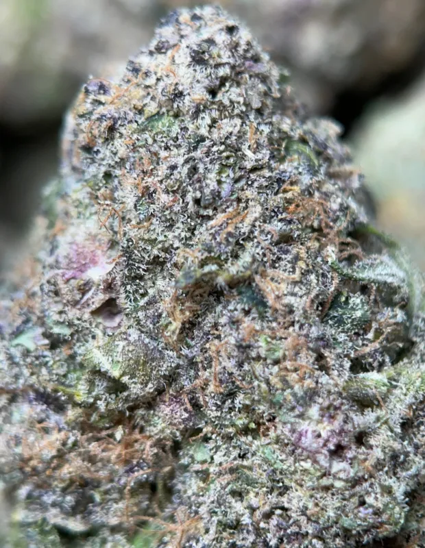 Banana Cream Pie photo 7